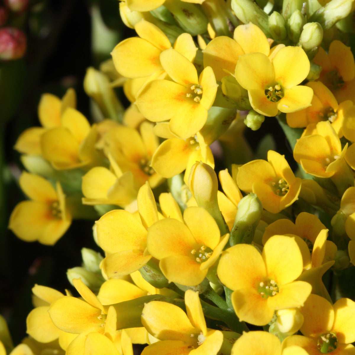 Kalanchoe Gelb - Willemse