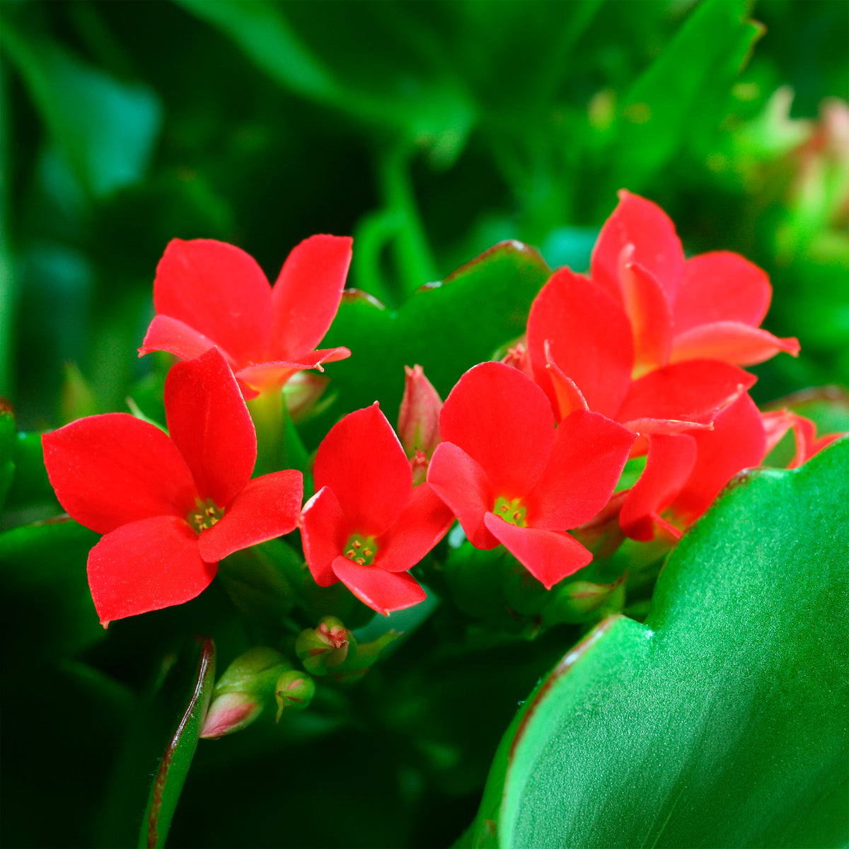 Kalanchoe Rot - Kalanchoe blossfeldiana - Willemse