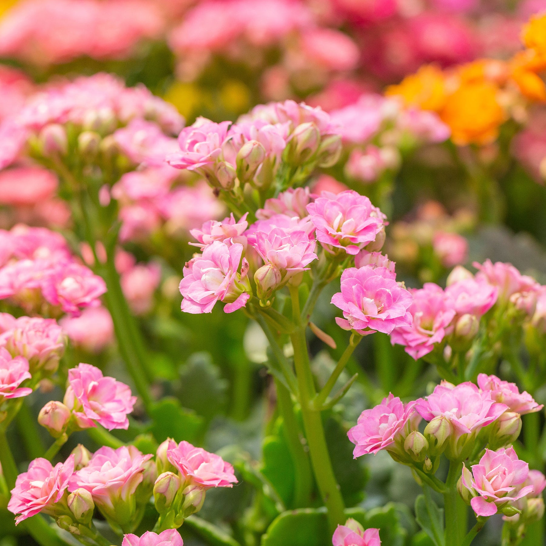 Kalanchoe Rosa - Willemse