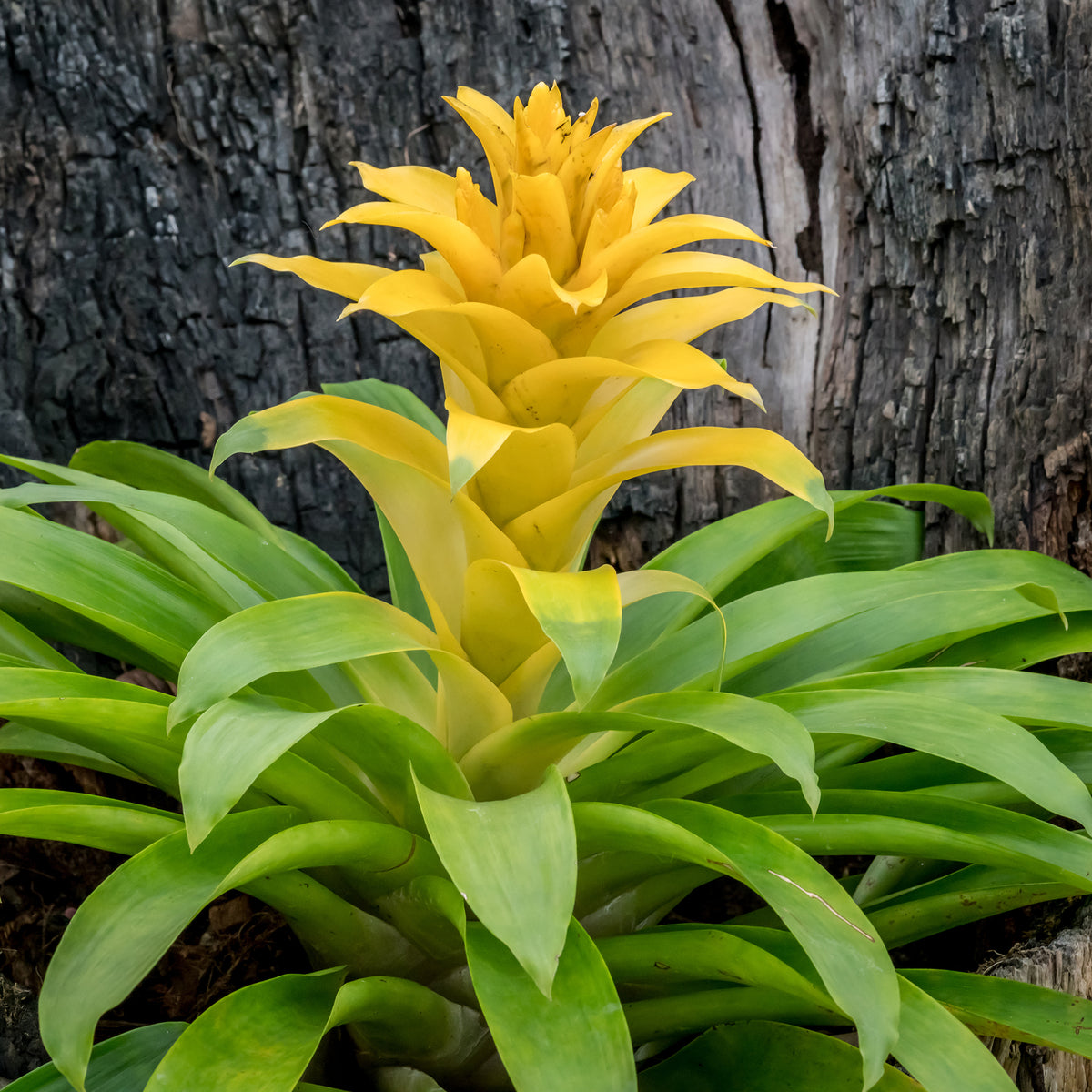 Bromeliaceae - Bromelie Gelb - Blumen für Terrasse und Balkon