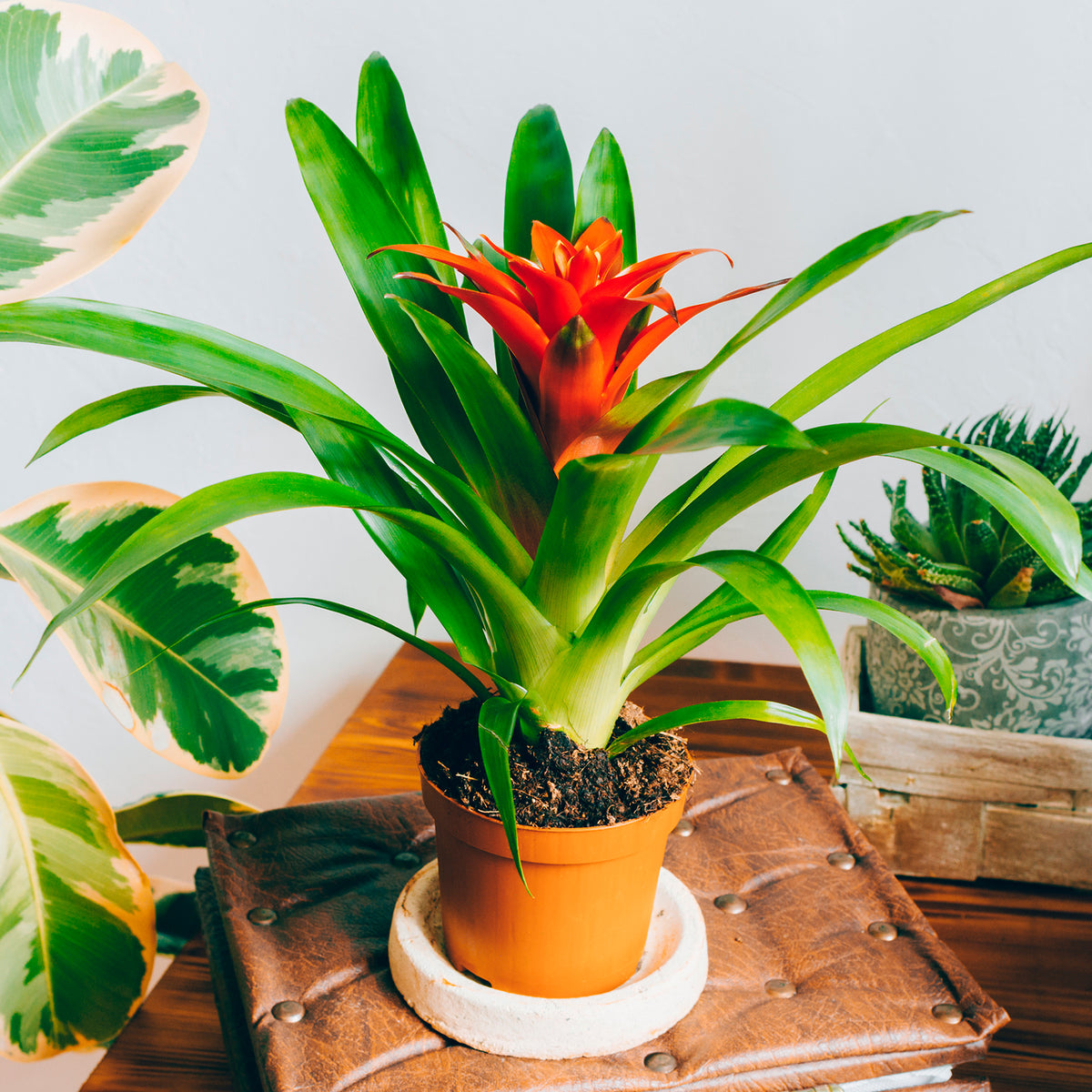 Bromelie Orange - Bromeliaceae - Willemse