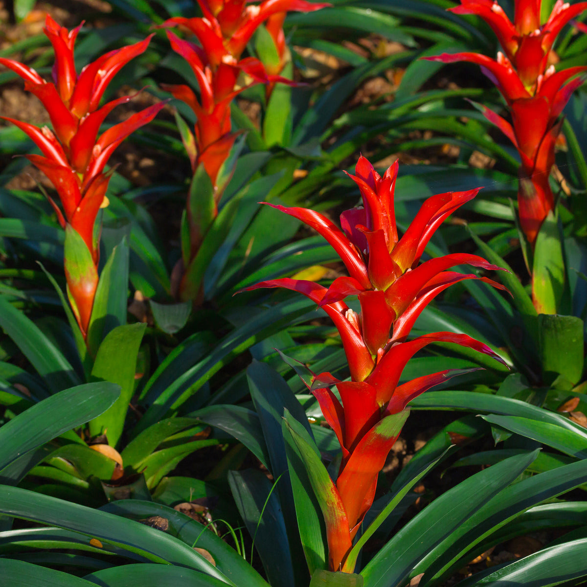 Bromelie Rot - Willemse