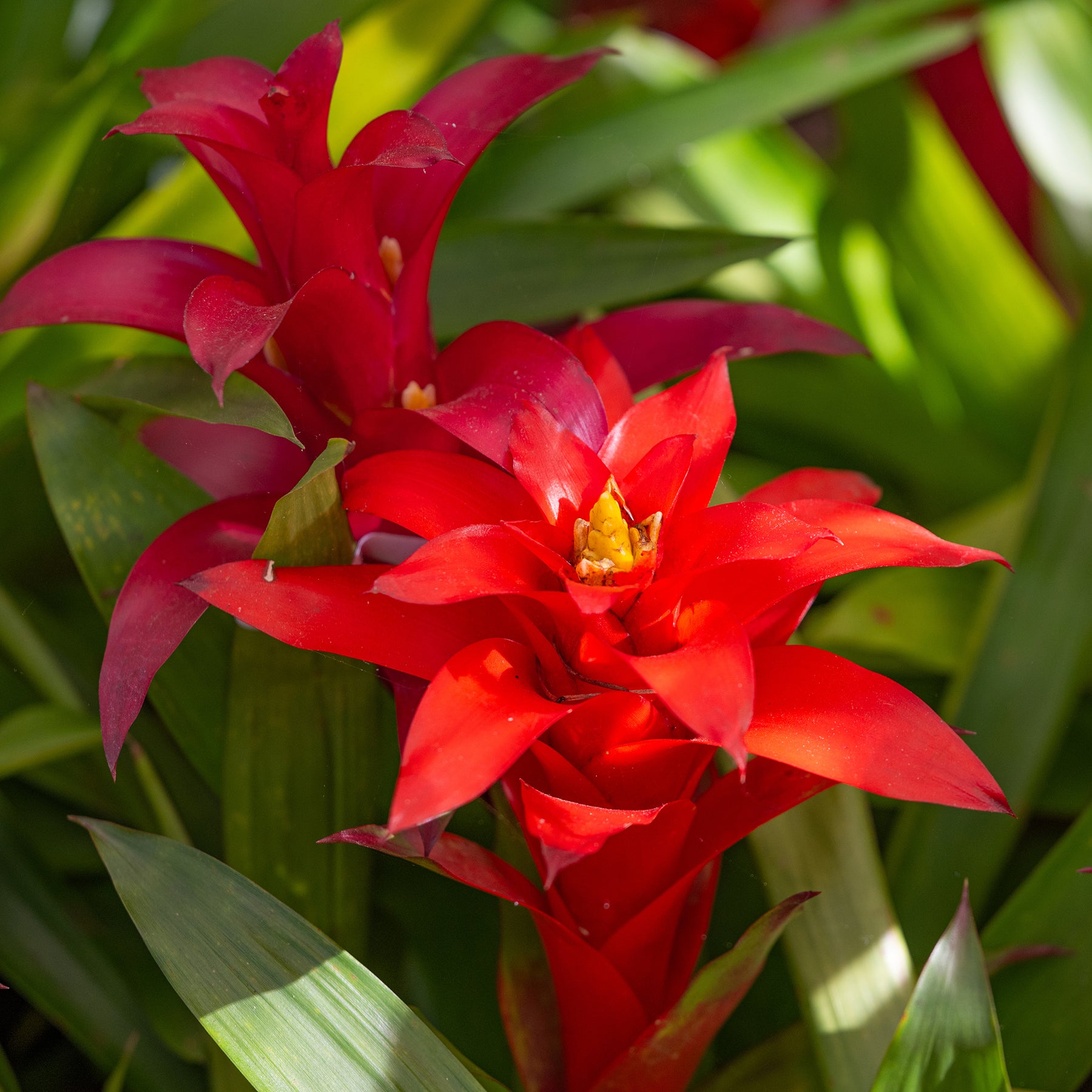 Bromelie Rot - Bromeliaceae - Willemse
