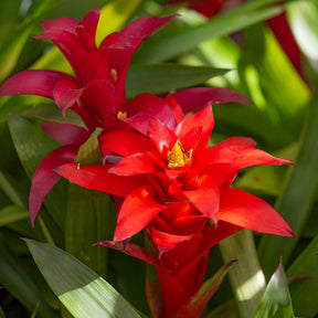 Bromelie Rot - Bromeliaceae - Willemse