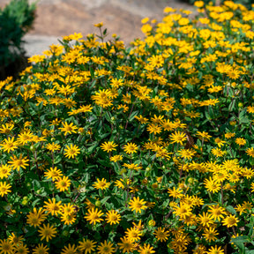 Husarenknöpfchen - Sanvitalia procumbens - Willemse