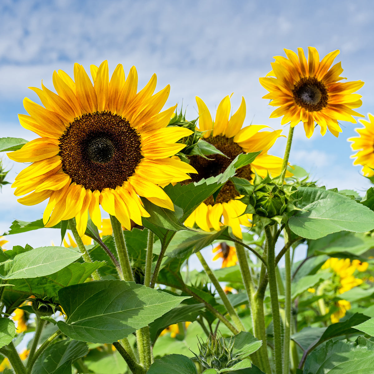 Sonnenblume - Willemse