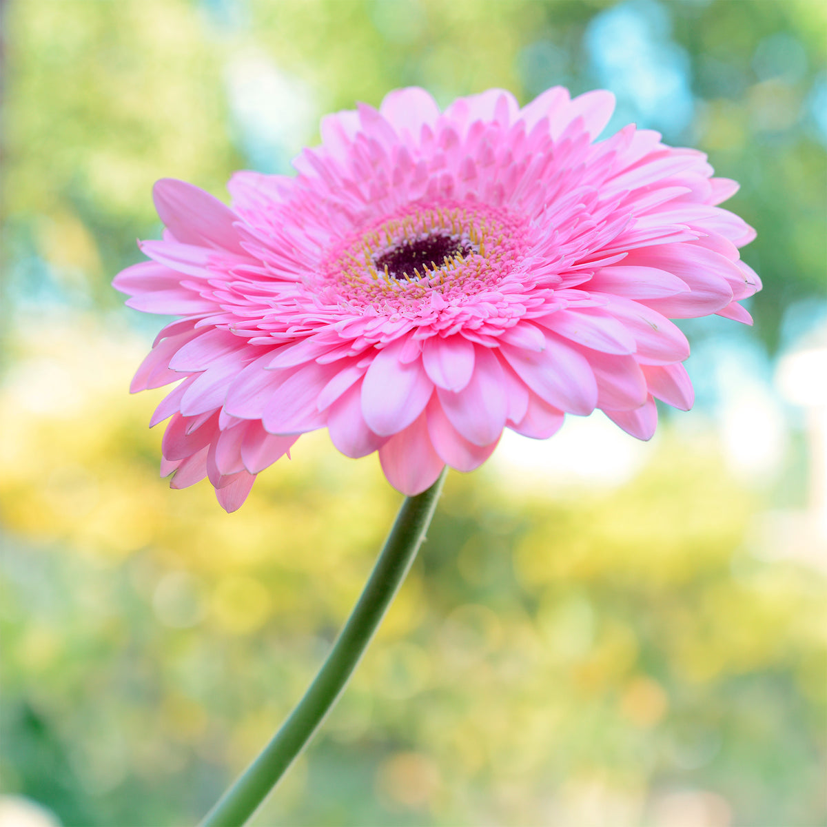 Gerbera Rosa - Gerbera jamesonii - Willemse