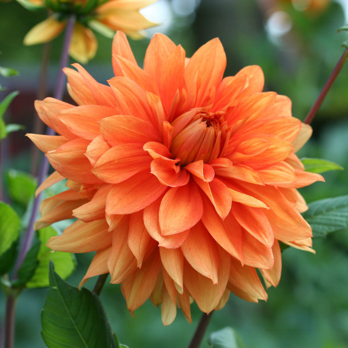 Dahlie Orange - Dahlia pinnata - Willemse