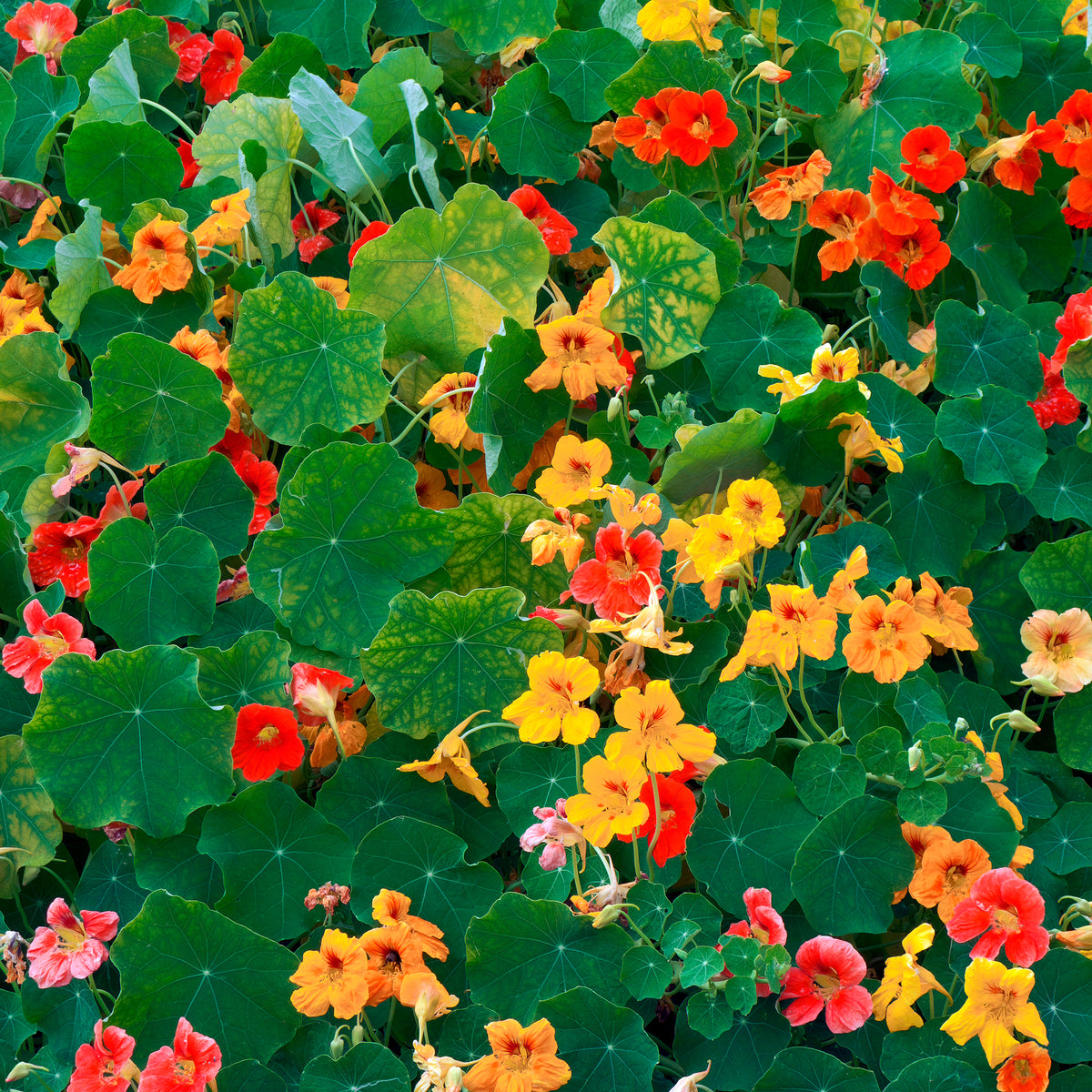 Gele Oost-Indische kers - Tropaeolum majus - Willemse
