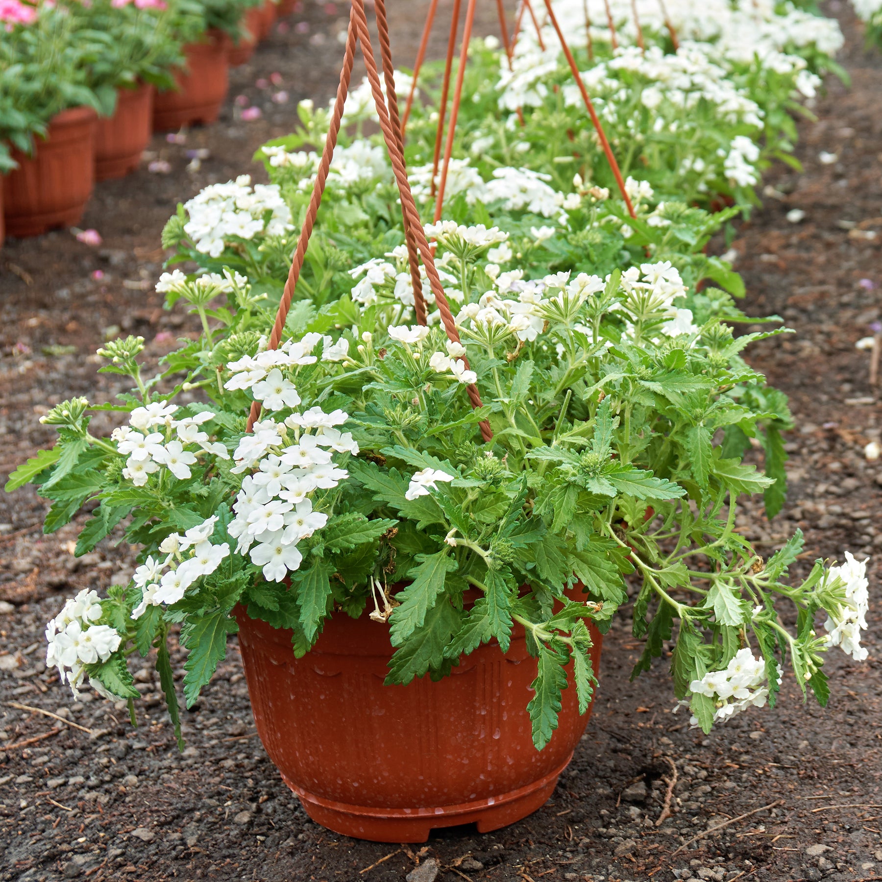 Witte verbena - Willemse