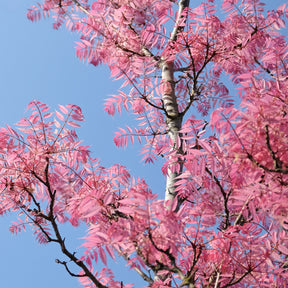 Chinesischer Surenbaum Flamingo