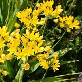 Allium moly - Goldlauch - Allium-Zwiebeln
