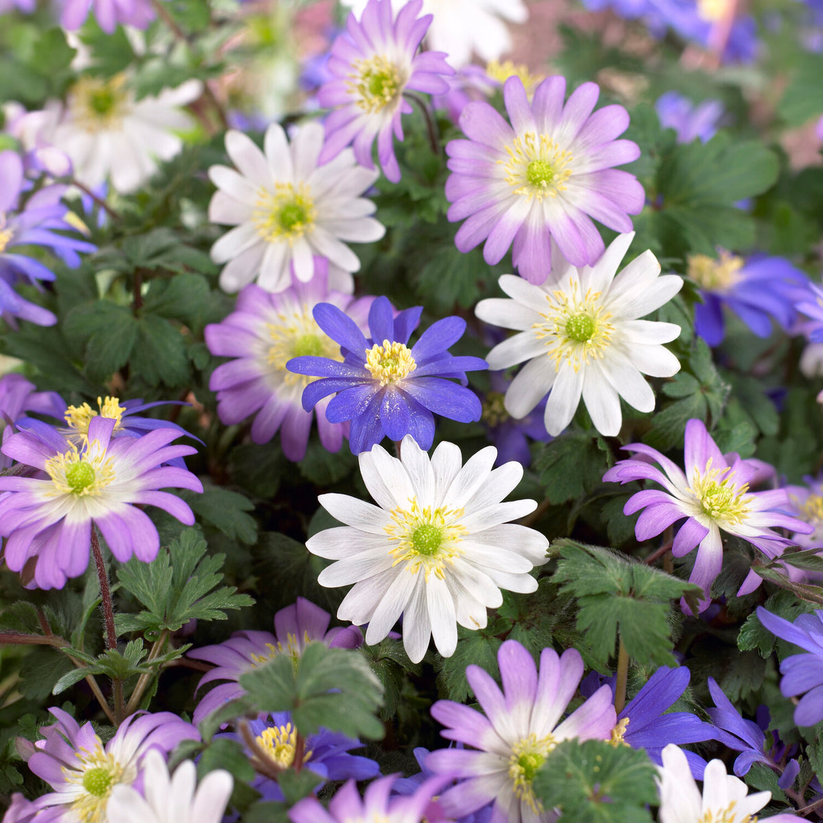 Anemone blanda Mischung - Anemone blanda - Willemse