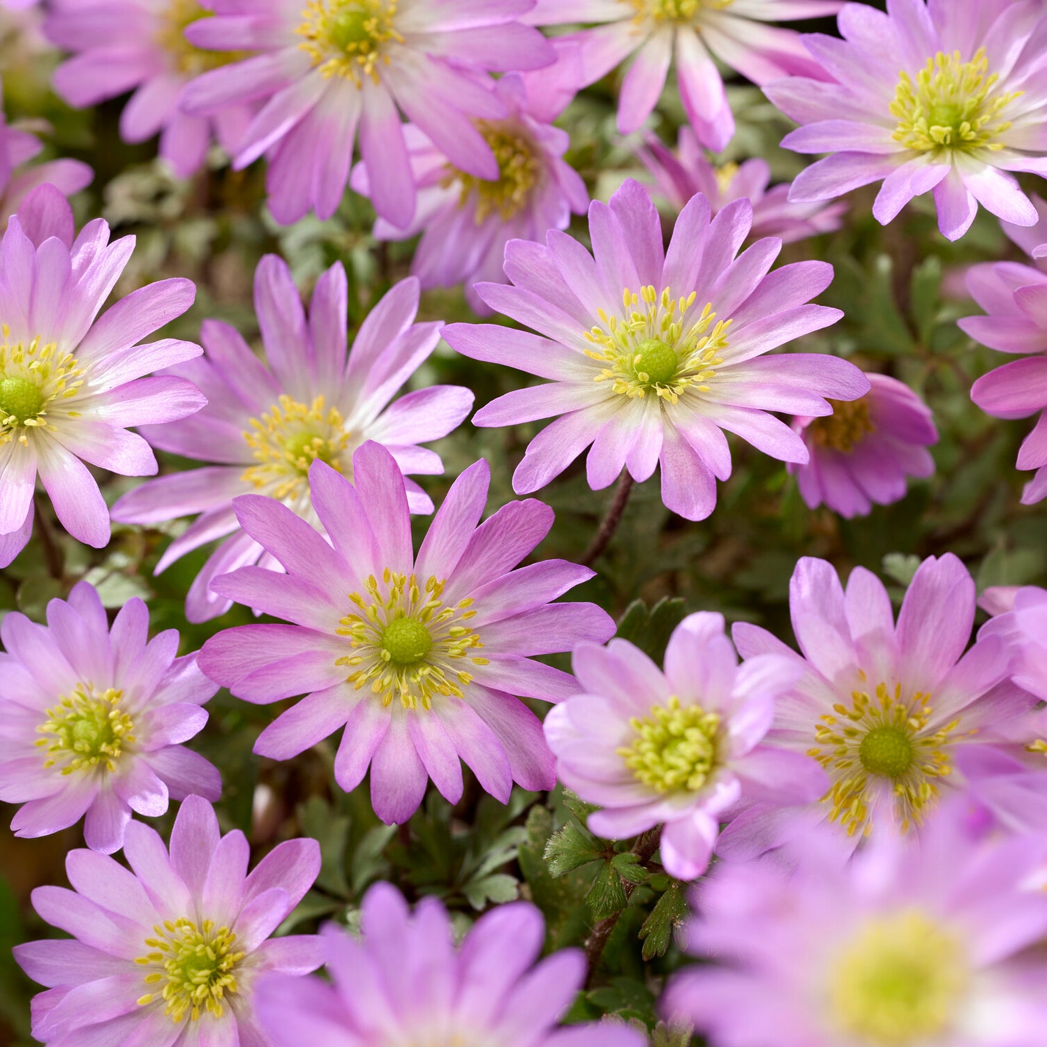 Anemone Pink Star - Anemone blanda Pink Star - Willemse