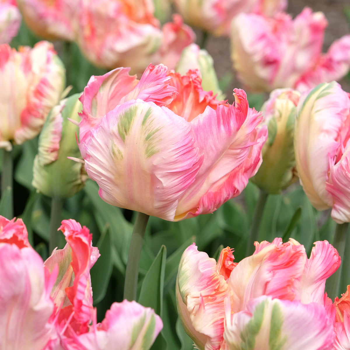 Tulpe Apricot Parrot