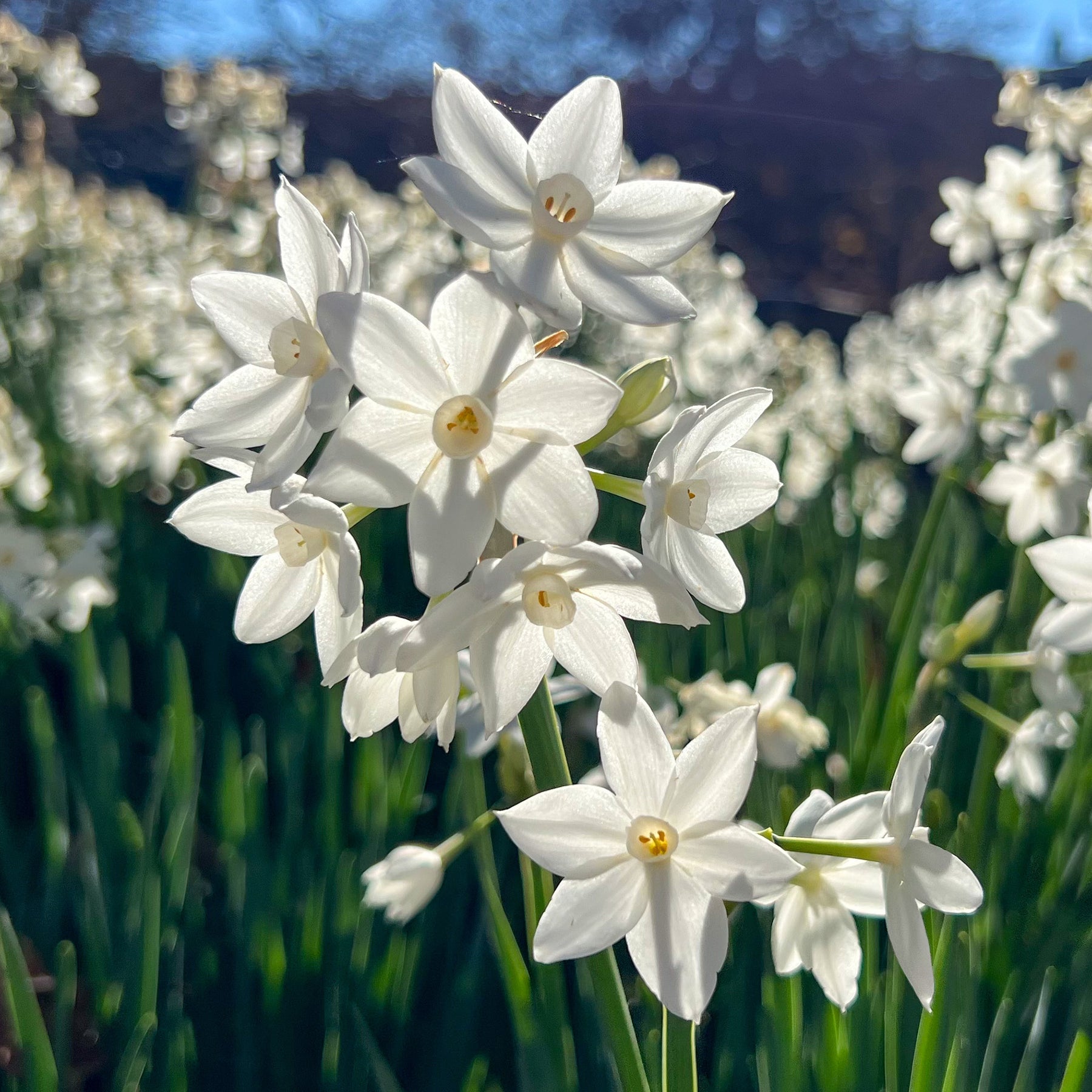 Narzisse Paperwhite - Narcissus Paperwhite - Willemse