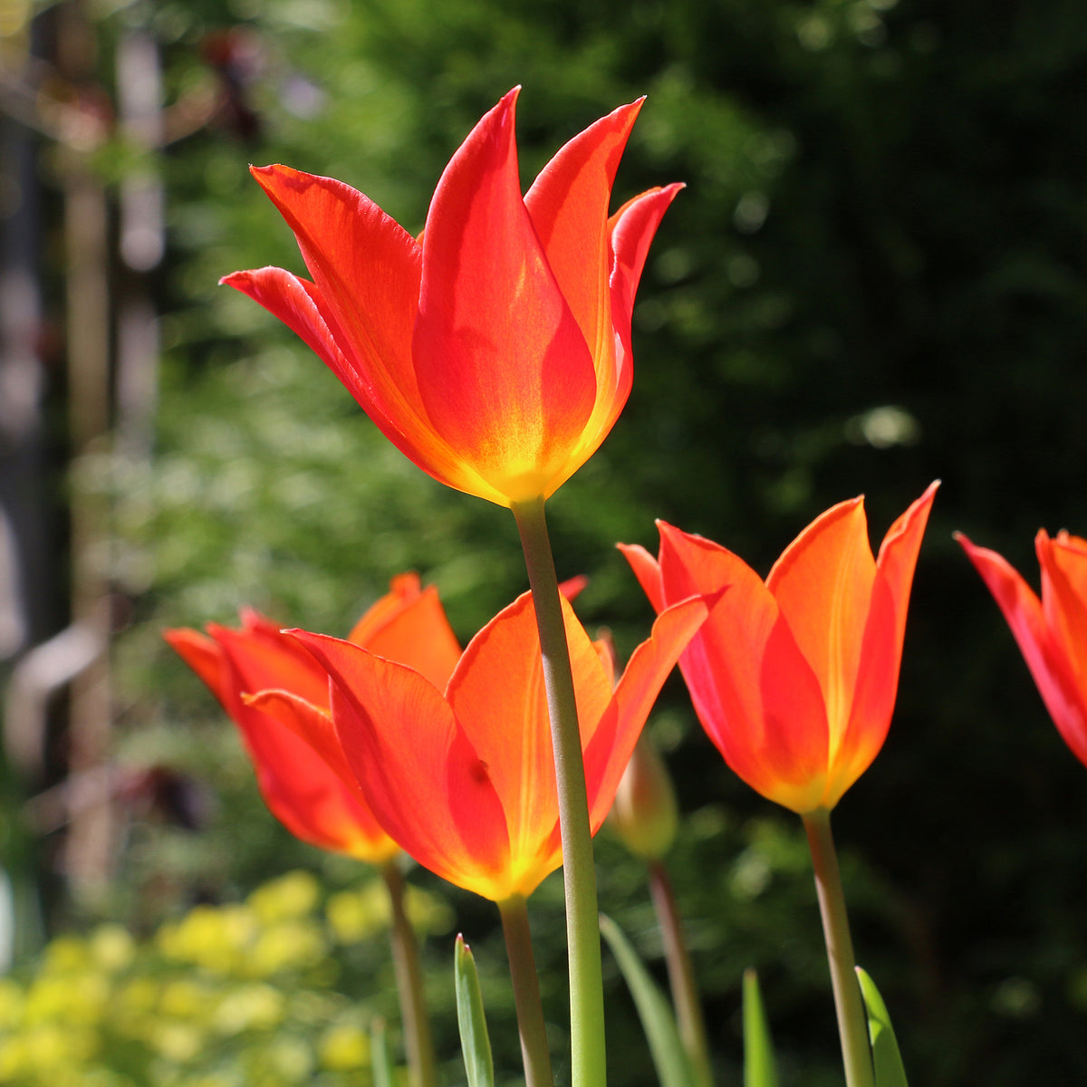 Tulpe Ballerina - Tulipa Ballerina - Willemse