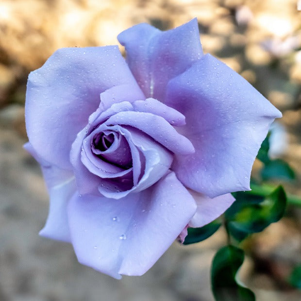Rose ‘Blue Moon’ - Willemse
