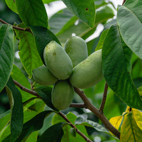 Verkauf Indianerbanane (Pawpaw) - Asimina triloba