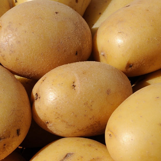Kartoffel ‘Caesar’ (x25) - Solanum tuberosum caesar - Willemse
