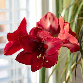 Ritterstern ‘Red Lion’ - Amaryllis red lion - Willemse