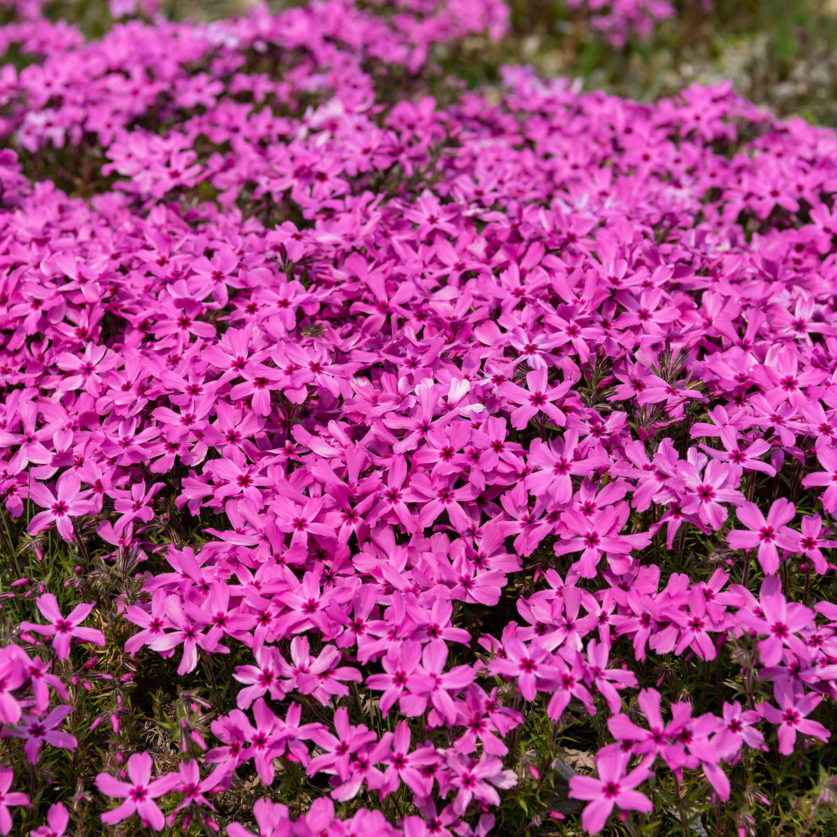Polster-Phlox ‘Moerheimii’ - Phlox subulata Moerheimii - Willemse