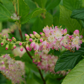 Silberkerzenstrauch Pink Spire - Willemse