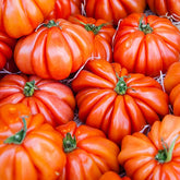 Tomate ‘Beefsteak’