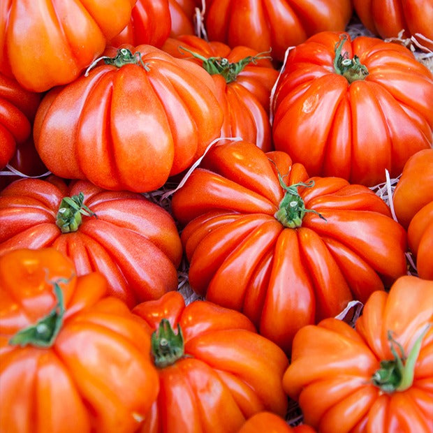 Tomate ‘Beefsteak’