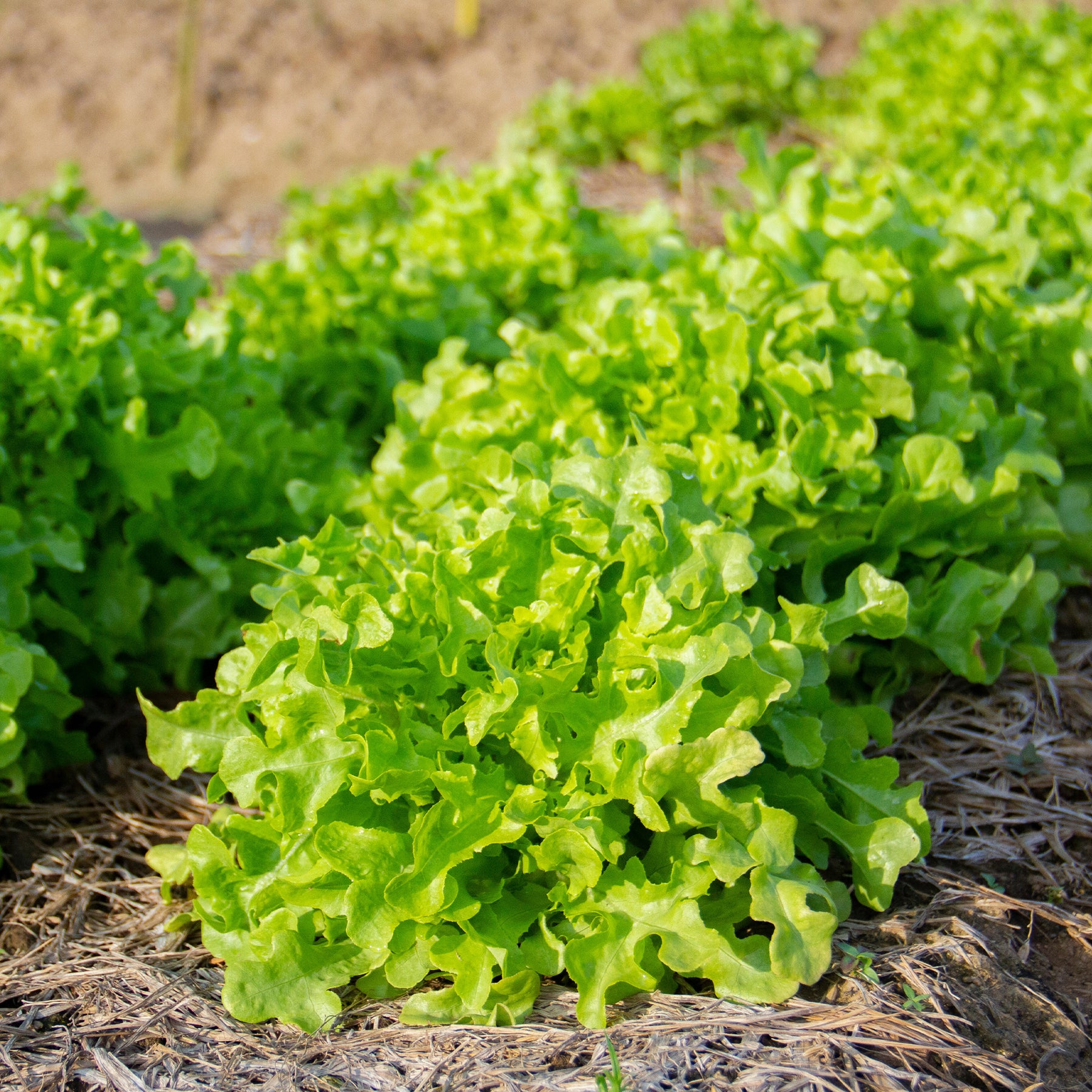 Pflücksalat-Kollektion - Collection salades à couper : Feuille de chêne, Lollo rossa, Red sala - Willemse