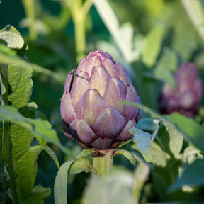 Artischocke ‘Violet de Provence’ - Cynara cardunculus scolymus Violet de Provence - Willemse