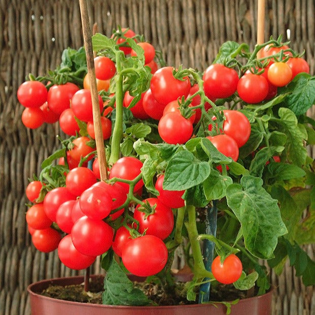 Cherrytomate ‘Minibel’ - Lycopersicon lycopersicum minibel - Willemse