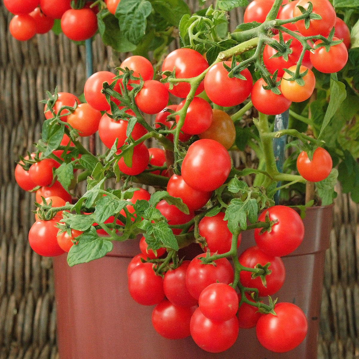 Cherrytomate ‘Minibel’ - Willemse