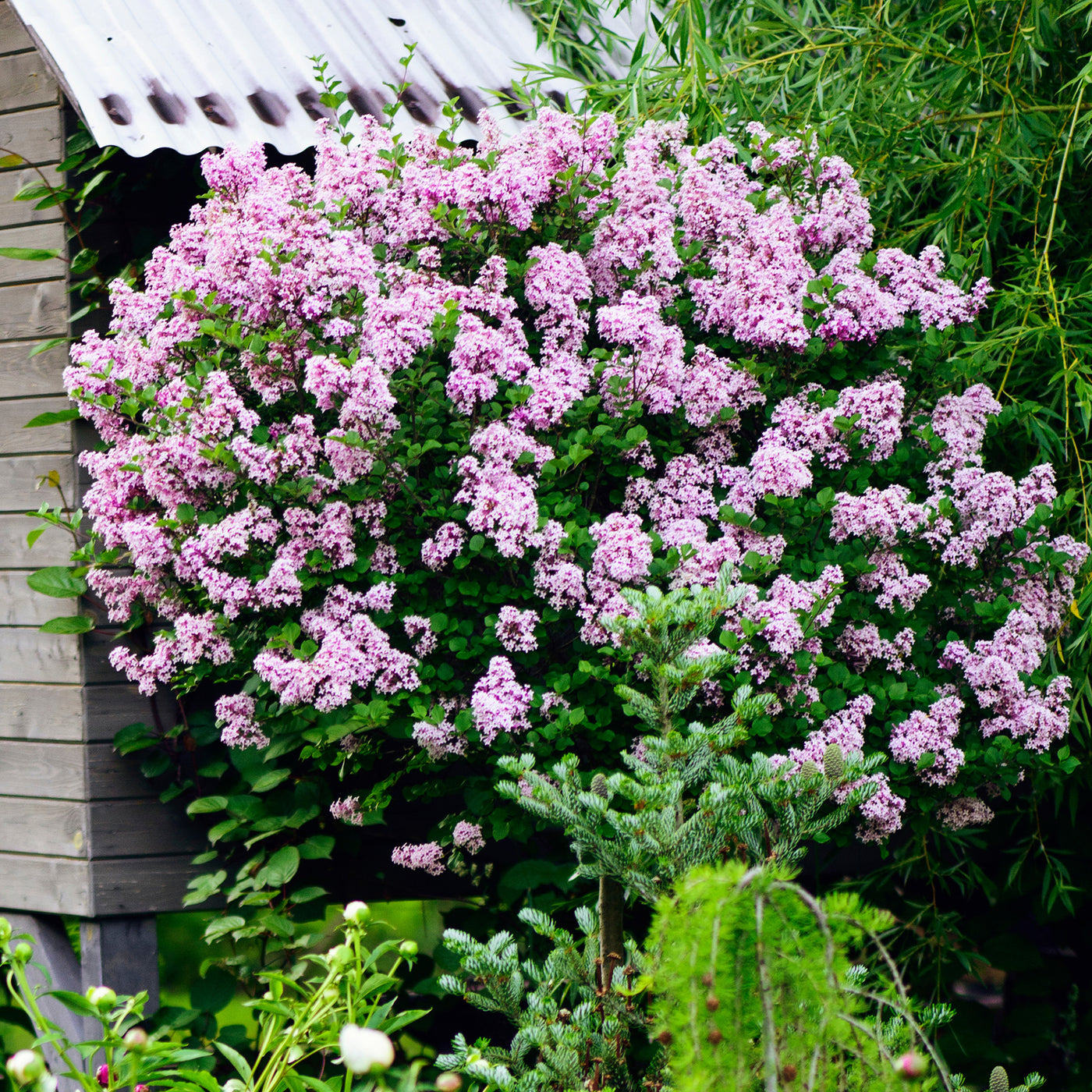 Zwergflieder 'Palibin'™ - Syringa meyeri  palibin - Willemse