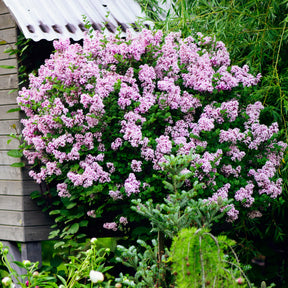 Zwergflieder 'Palibin'™ - Syringa meyeri  palibin - Willemse