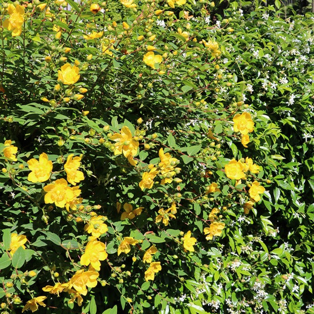 Johanniskraut Hidcote - Willemse