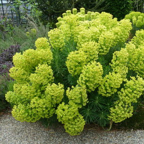 Wolfsmilch ‘Wulfenii’ - Euphorbia characias ssp. Wulfenii - Willemse