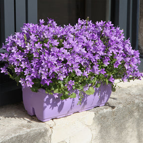 Mauer-Glockenblume - Glockenblumen - Willemse