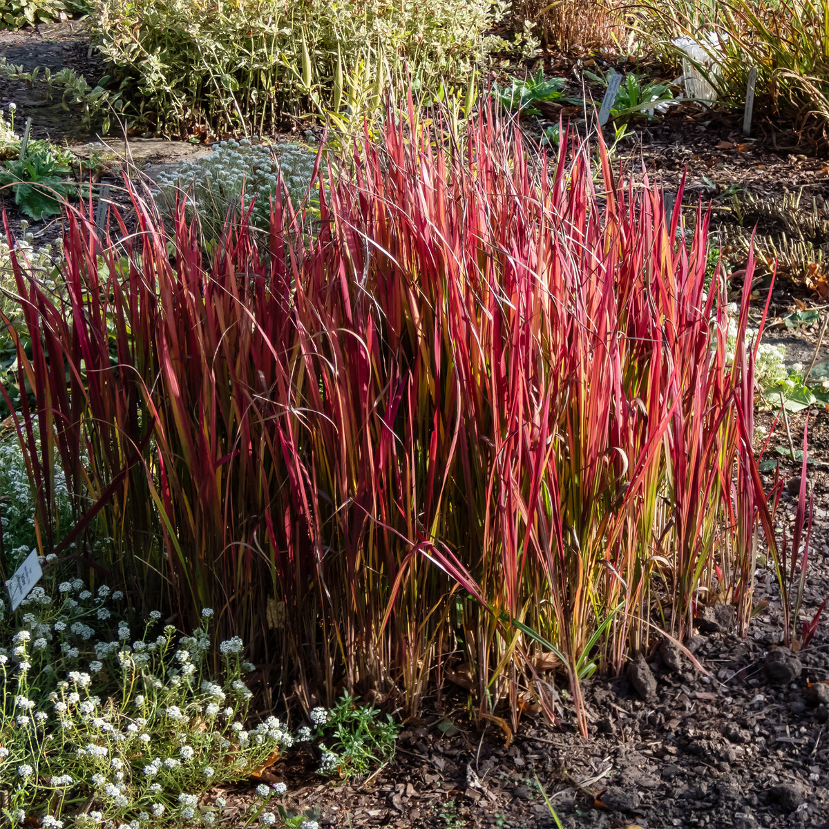 Japanisches Blutgras 'Red Baron' - Willemse