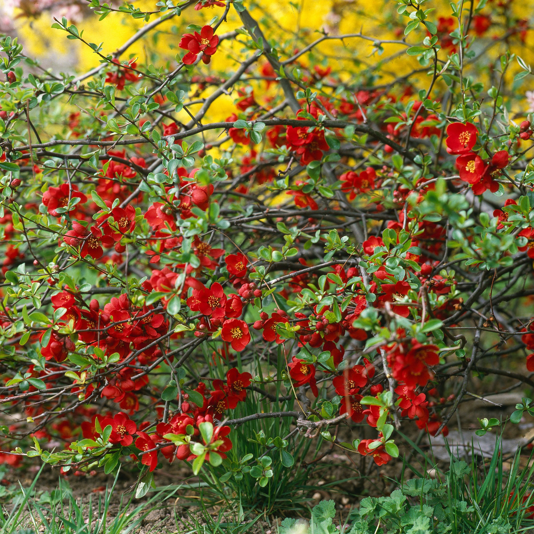 Zierquitte Crimson and Gold - Willemse