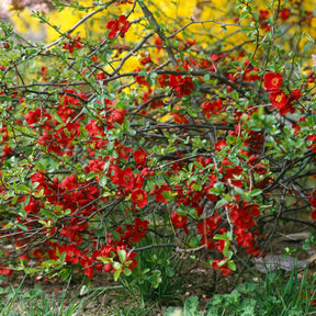 Zierquitte Crimson and Gold - Willemse
