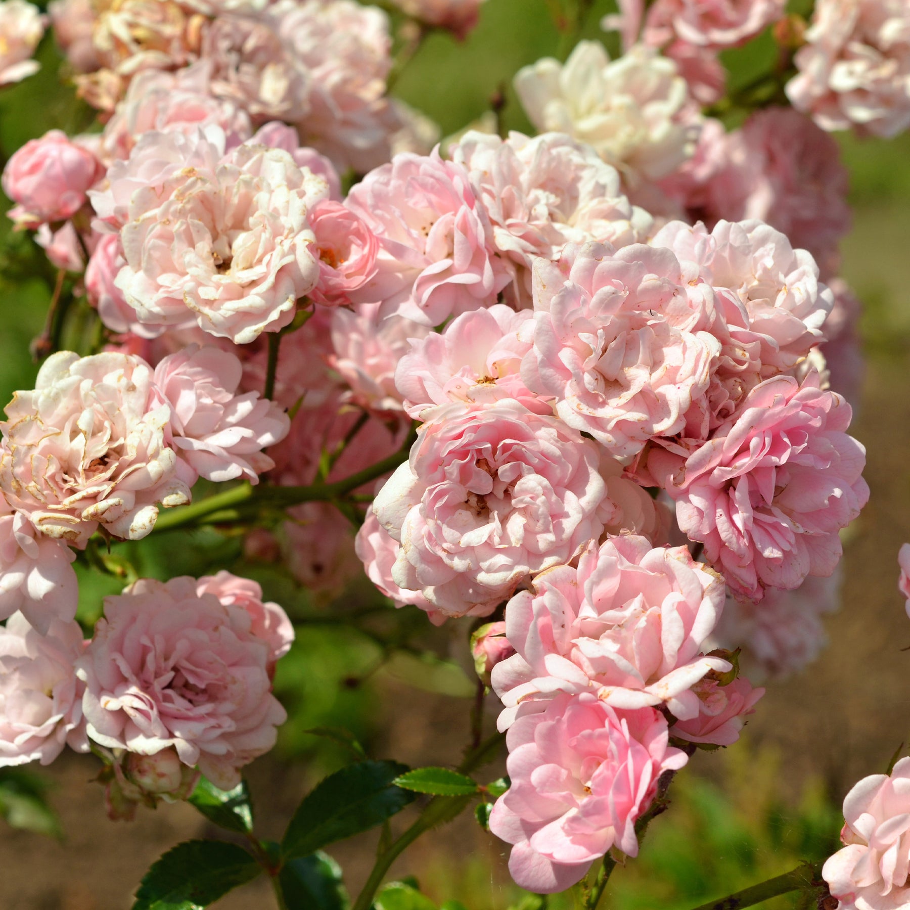 Rose Rosa 'The Fairy'®