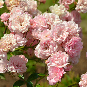 Rose Rosa 'The Fairy'®
