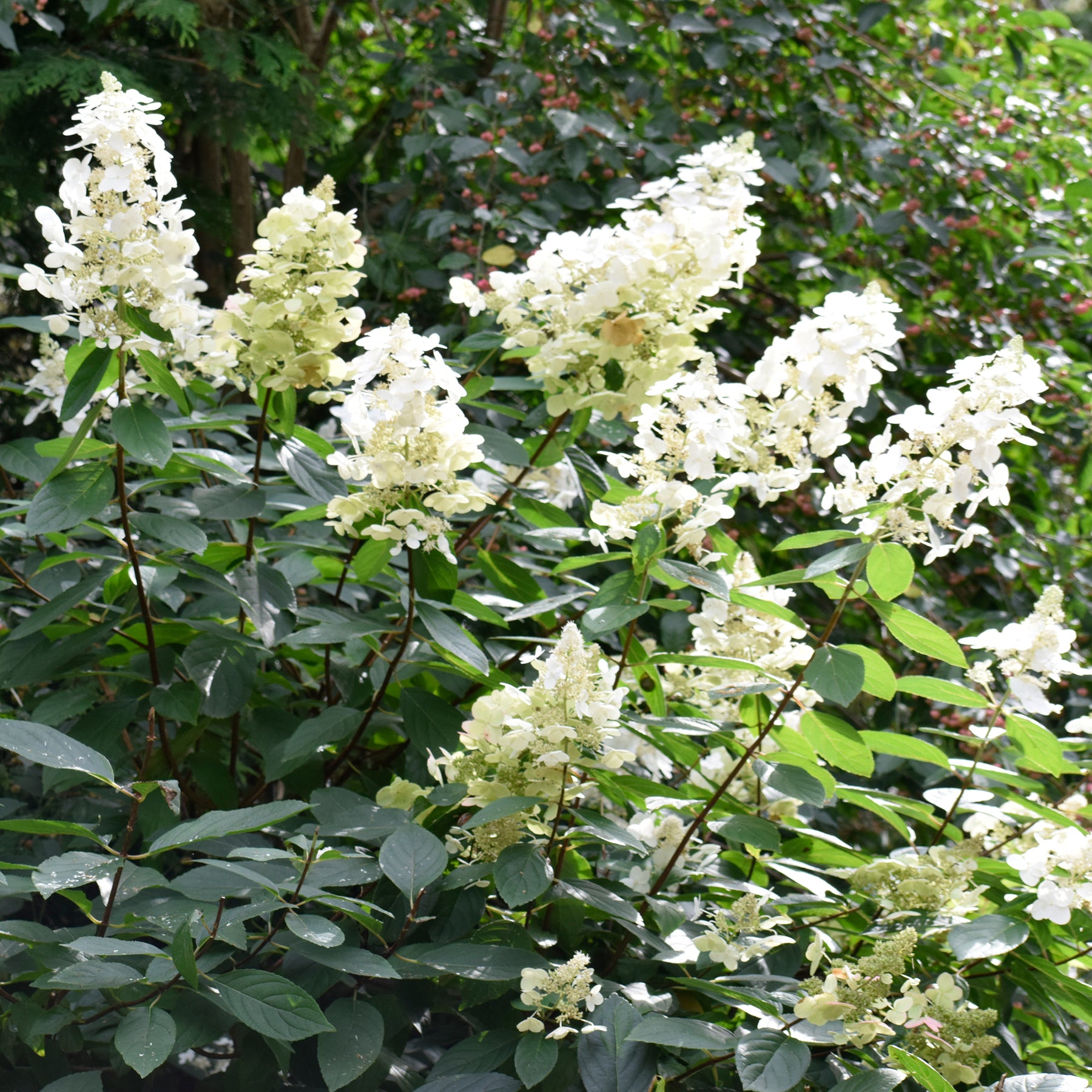 Jardins - Hortensie weiss als Geschenk - Hydrangea paniculata Grandiflora