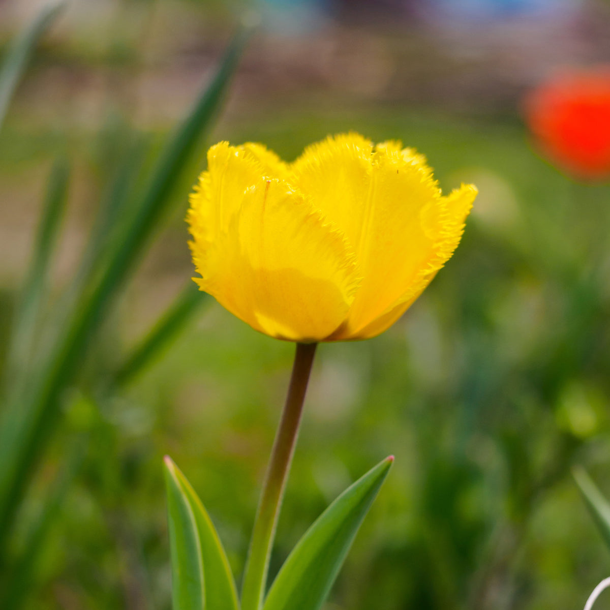 10 Tulpen Crystal Star - Willemse
