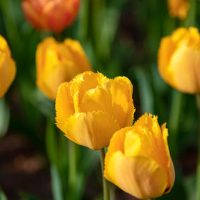 10 Tulpen Crystal Star - Tulipa Crystal star - Willemse