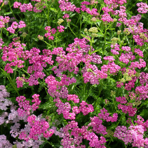 Schafgarbe - Schafgarbe Mily Rock - achillea milleforlium Mily Rock