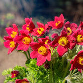 Rote Küchenschelle