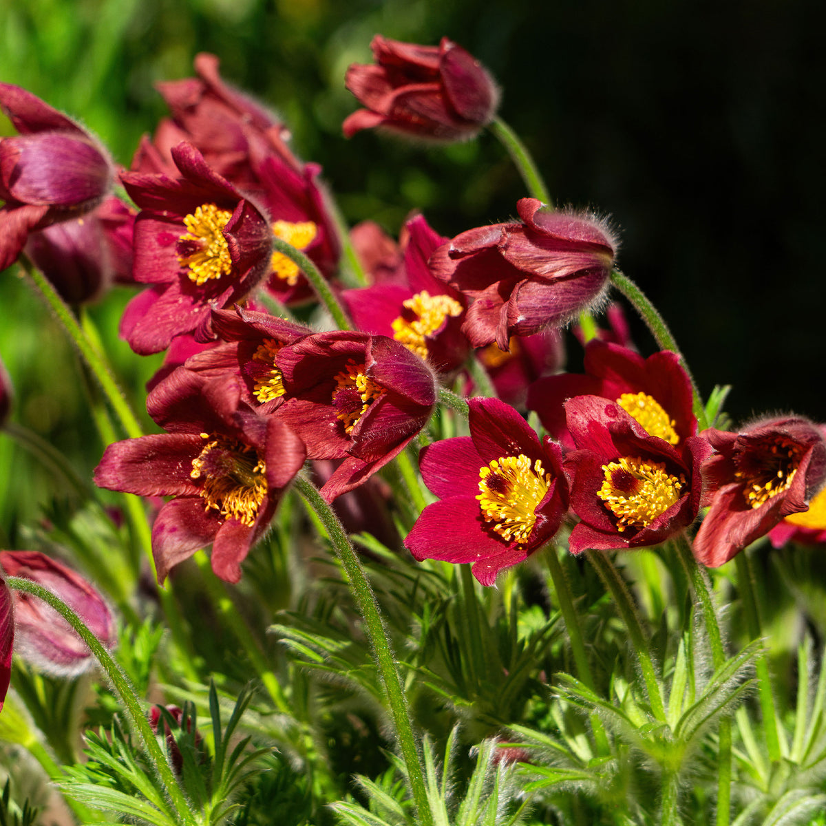 Rote Küchenschelle - pulsatilla rood - Willemse