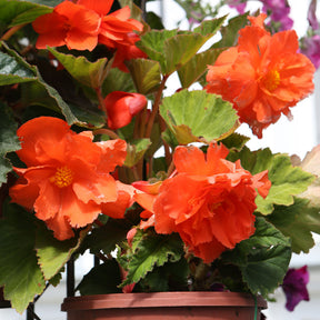 Knollenbegonie Orange - Willemse